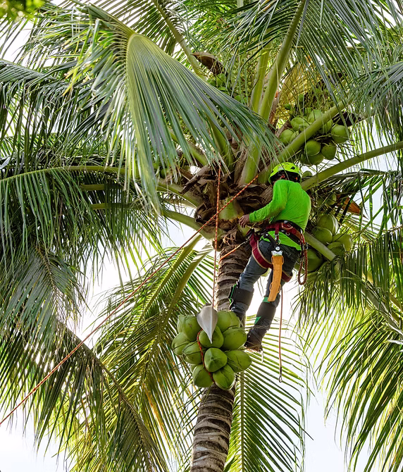 Manley Tree Service ground crew with equipment